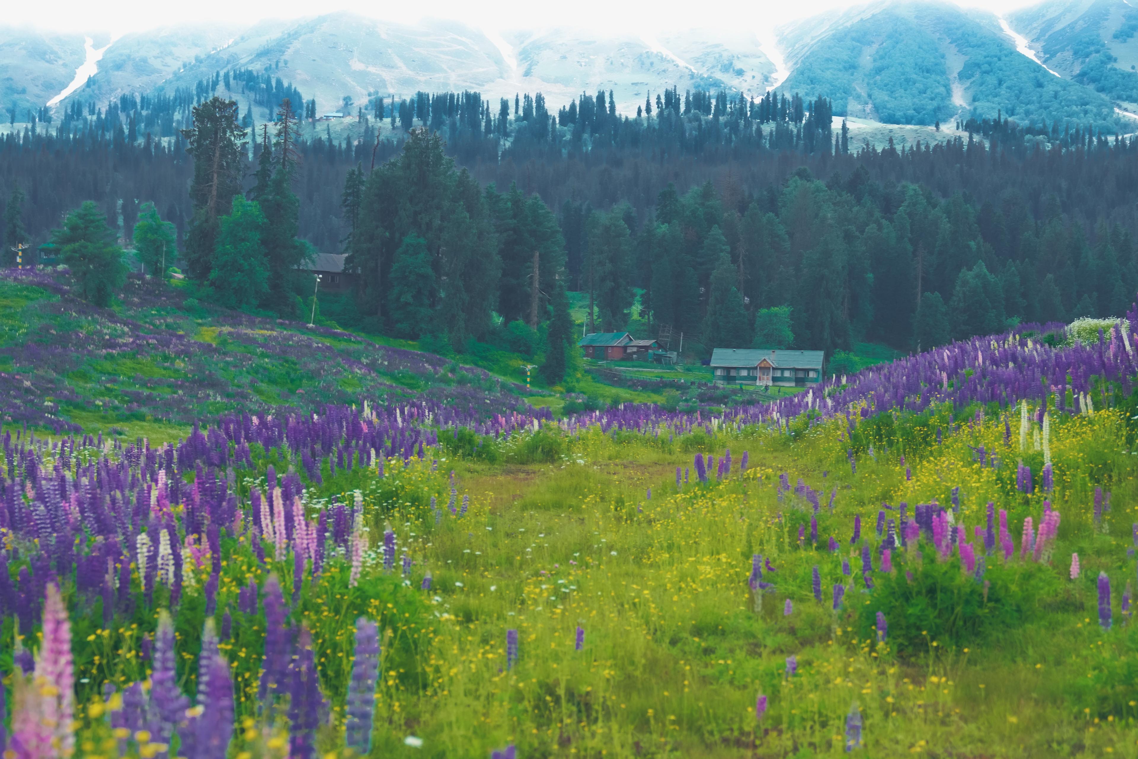 Gulmarg